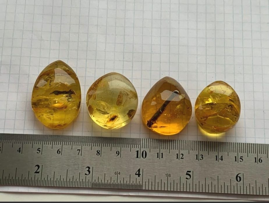 Уникални Балтийски кехлибари с отлично съхранени фосили