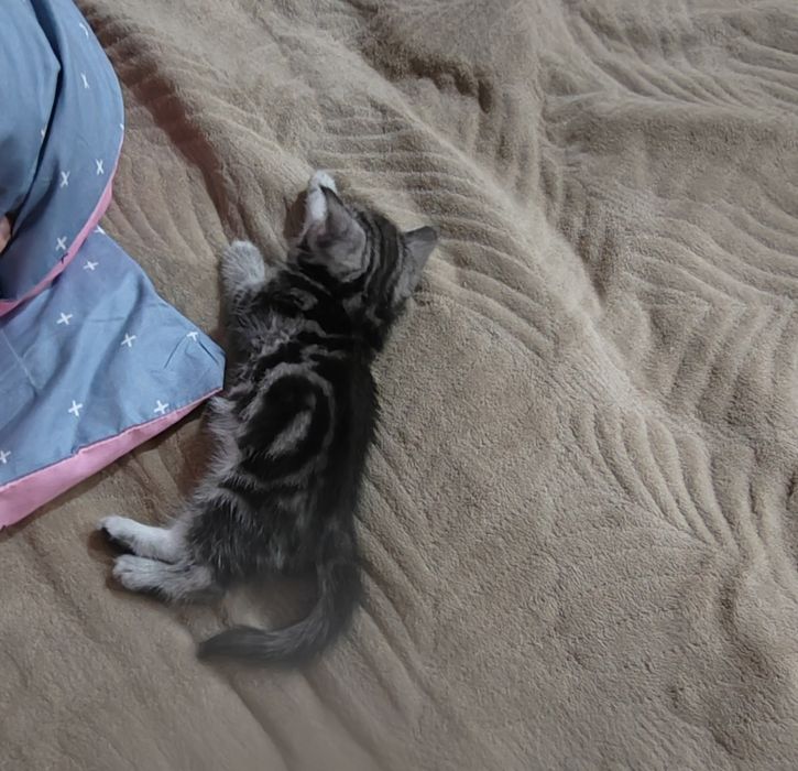 Котенок шотландец