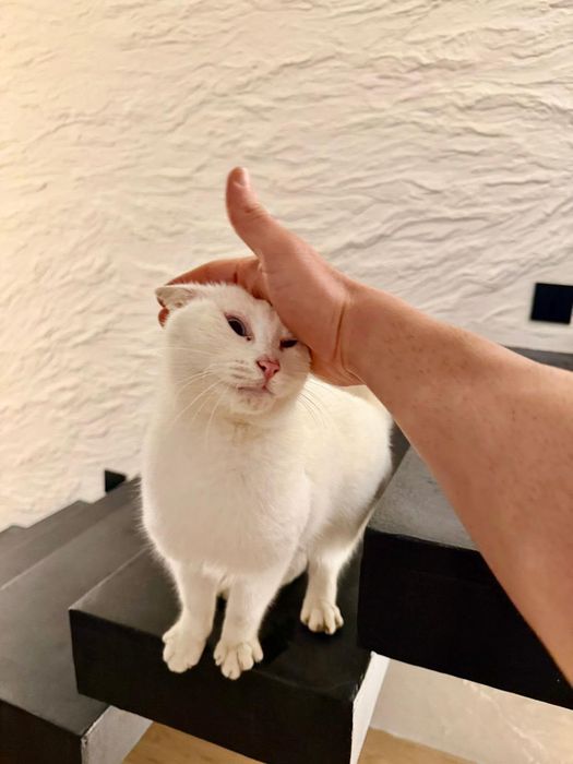 Adopție pui pisică
