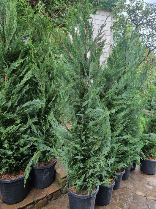 Chiparos leylandi verde și gold piramidal