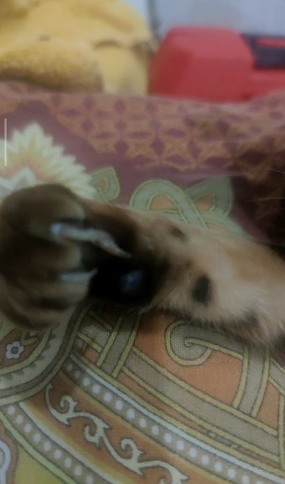 Продам Кошку Бенгал