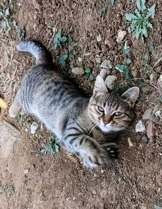 Подарявам котенце