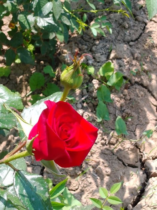 Juda gʻoʻzal atirgul kochatlari