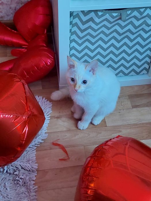 Отдадим кошечку в хорошие руки