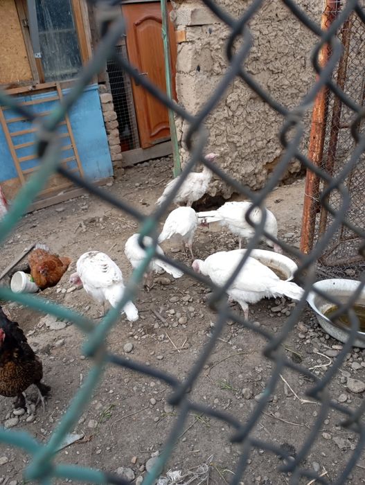 Индюшки 6 месячные