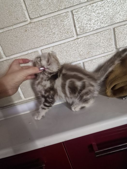 Британский мраморные котенок