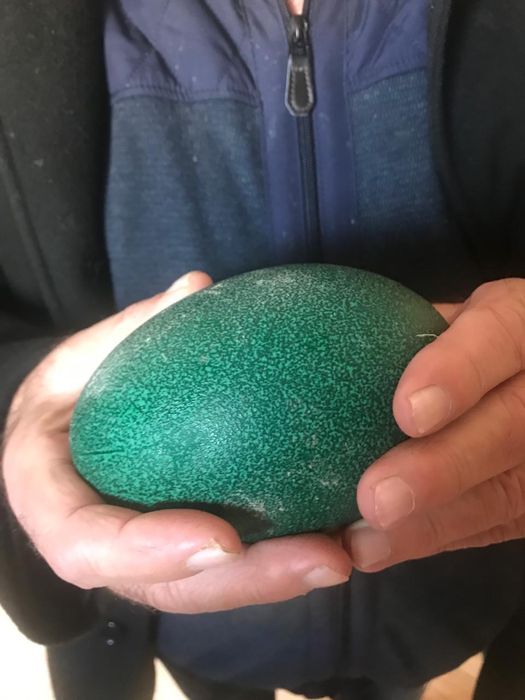 Страусы продажа обмен