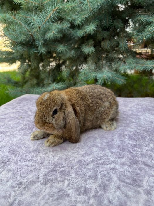 Продаётся милый кролик