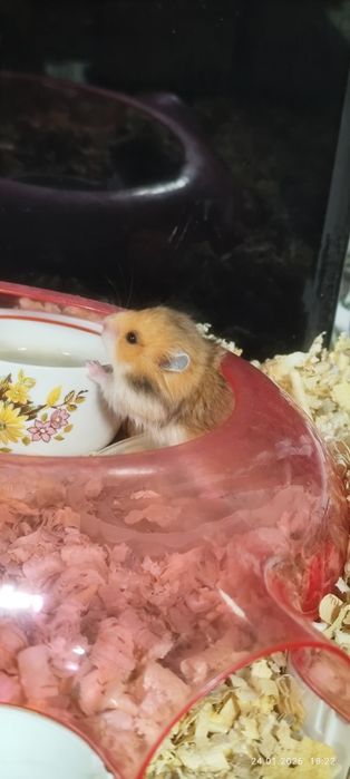 Продам хомячат недорого