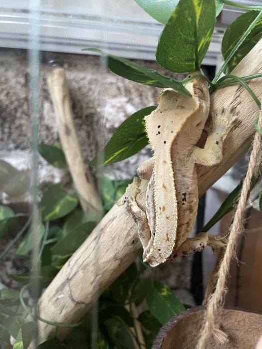 Crested gecko (masculin)