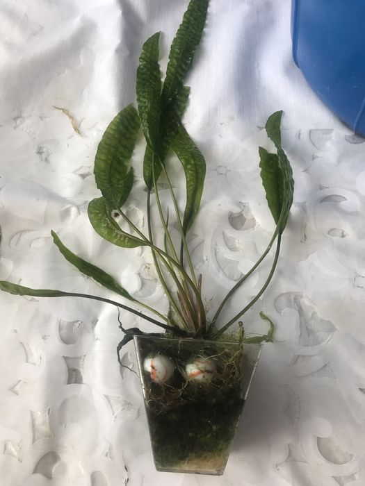 Растения для аквариума