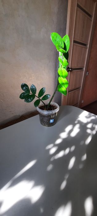 Цветы каждый по 3 000