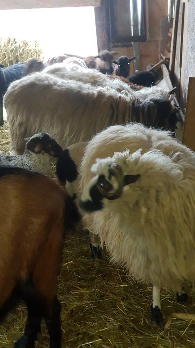 De vanzare 3 oii miore cu 3 meii