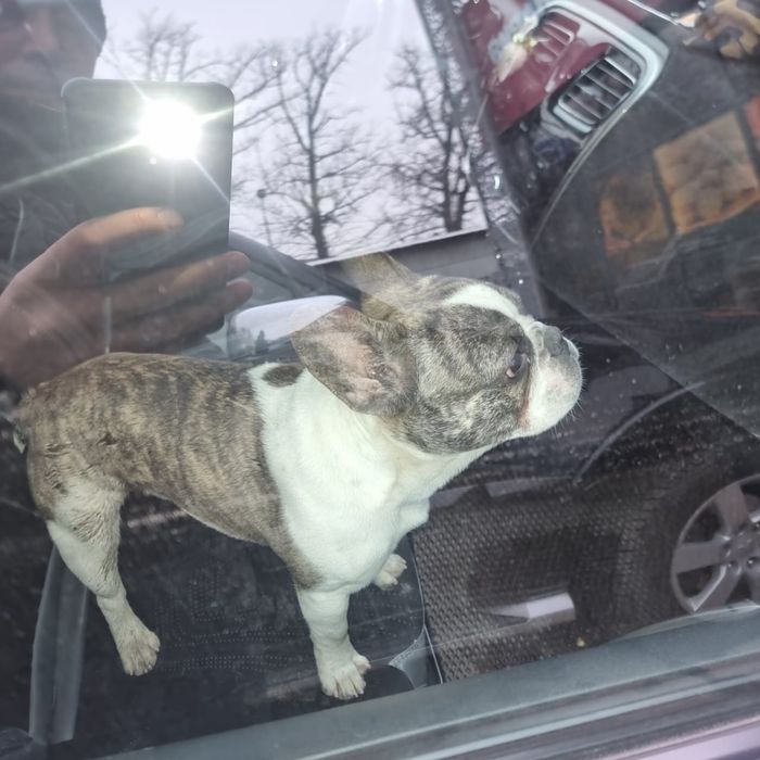 Потерялся собака