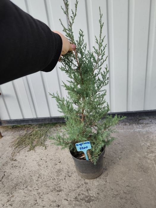 Продам можевельники и туи