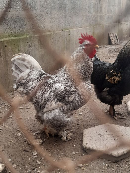 Хурозлар сотувда