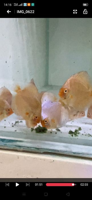 Diskus Blu Daymond Дискус блю даймонд