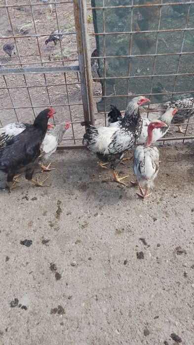 Cocosi crescuți la tara