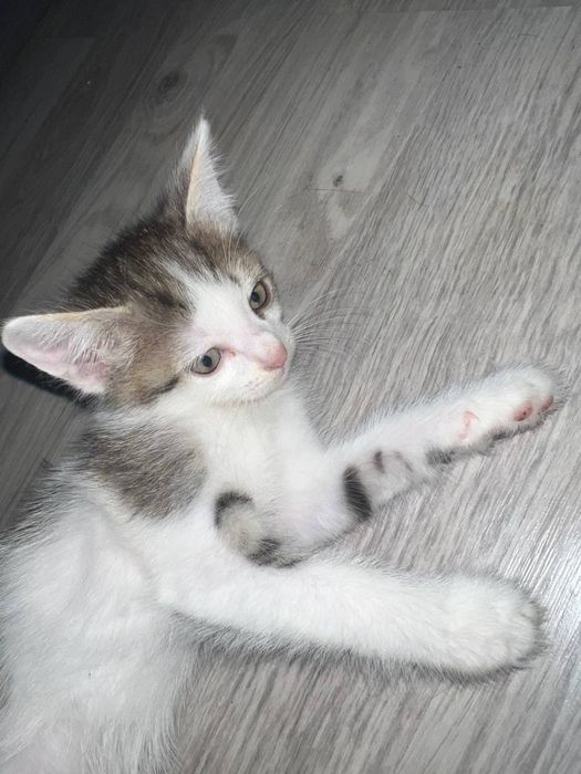 Котята ищут дом!