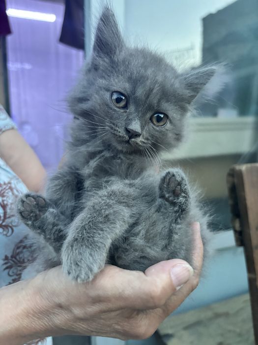 Отдам котят в добрые руки
