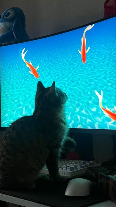 Отдам кота в добрые руки