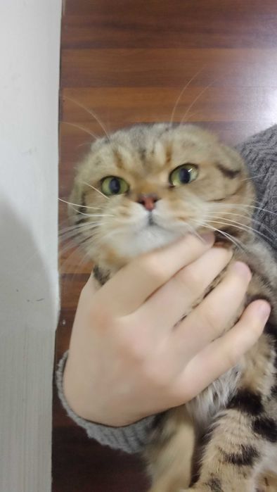 Кот. Вязка Скотиш Фолд