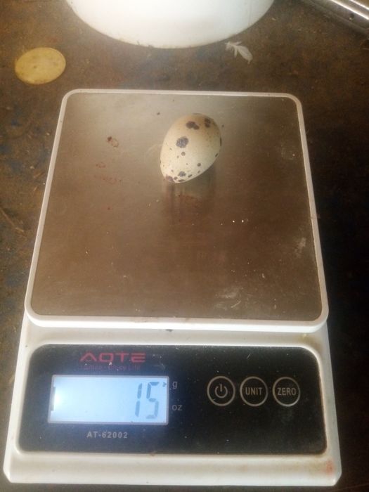 Перепелиные яйца, инкубационные.