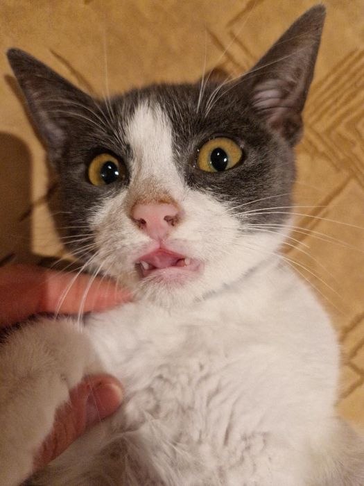 Motanei spre adoptie