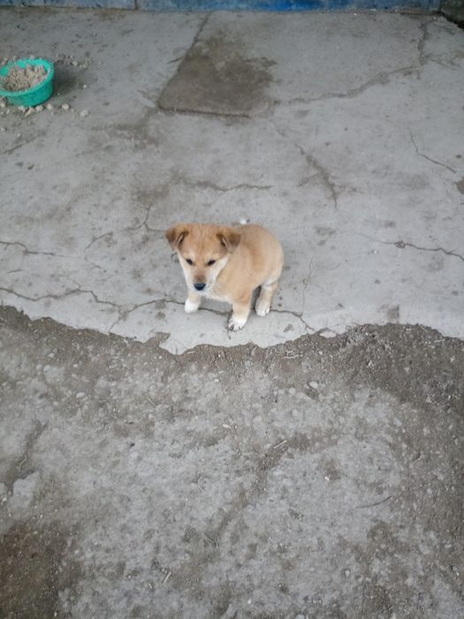 Красотку в добрые руки