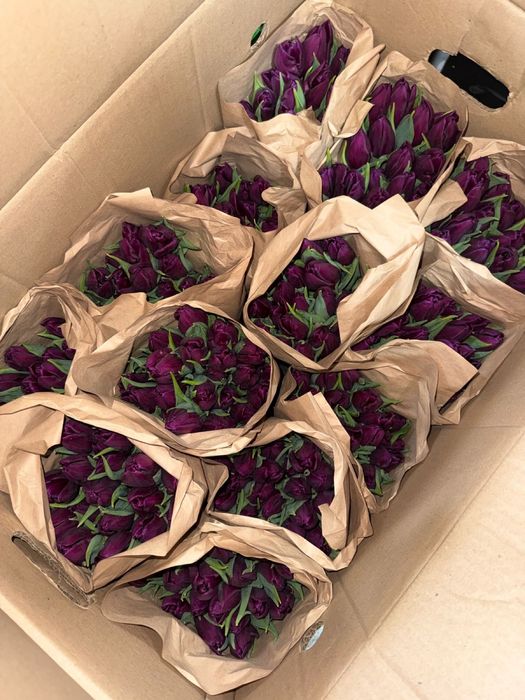 Тюльпаны по выгодной цене