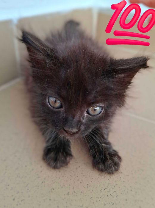 Adoptie pisica pui de pisica negru Pami