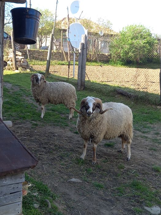 Кочове.                  .