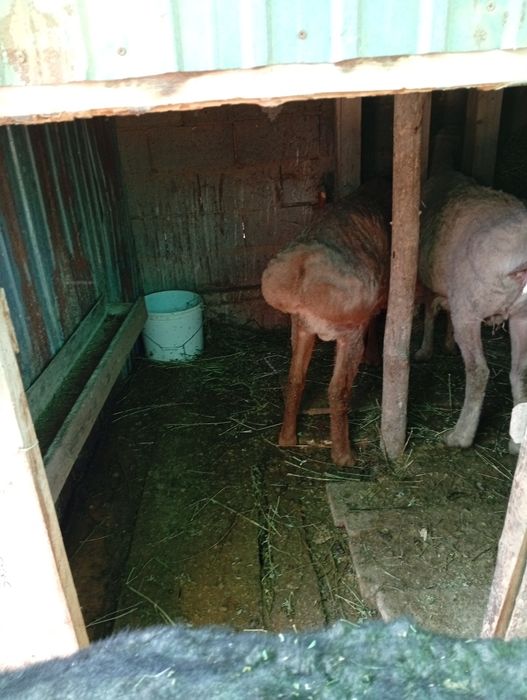 Қой қозысымен  Ешкі