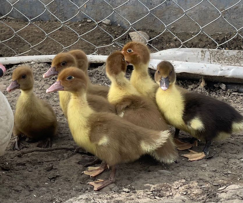 Oua de Incubat Curca Red Bourbone, Gâscă Americană, GSG, Brahma Lemon