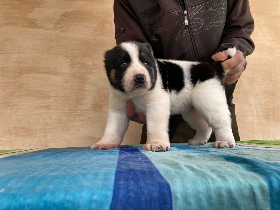 Шенок Туркменского Алабая ( чистокровный )