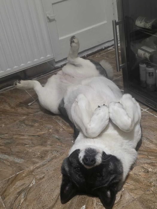 Akita American, femelă caută un nou cămin