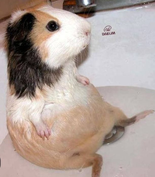 Продаем морских свинок оптом