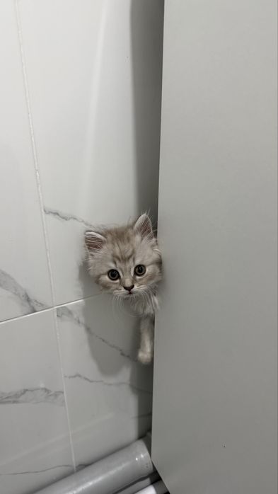 Продаётся котёнок (парода Шотланский)