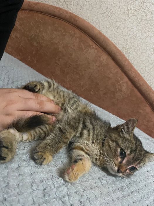 Отдам в добрые руки