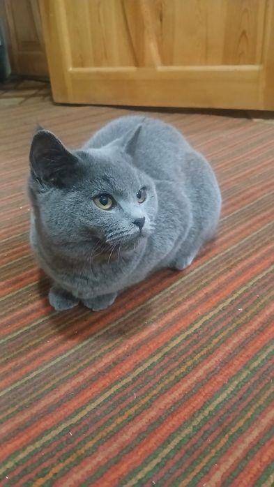 Mushuk sotiladi yuvosh