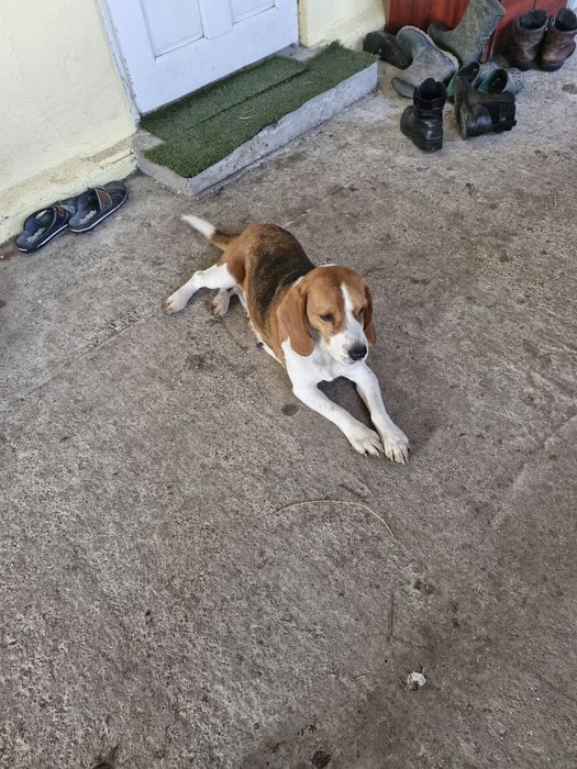 Vind femelă  beagle