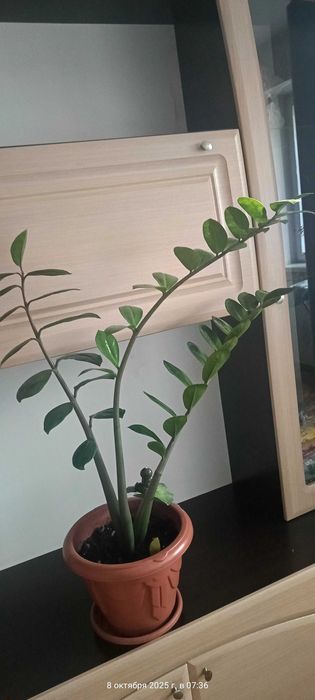 Для процветания бизнеса Замиокалькус цветущий