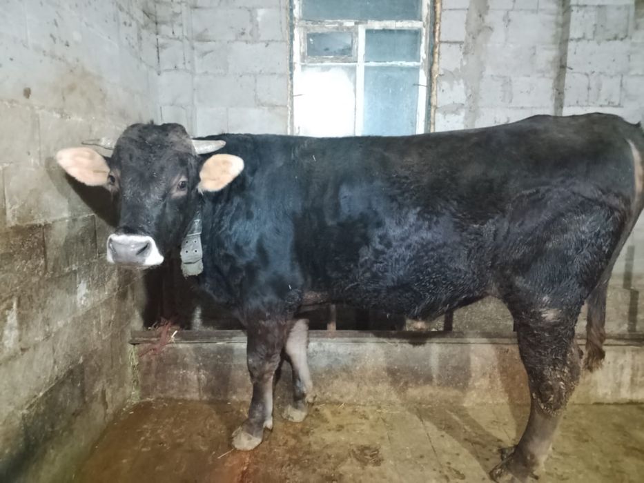 Бык Коныр Алатау