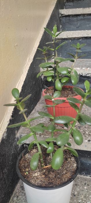 Стайно Цвете Красула  Дървото на Живота