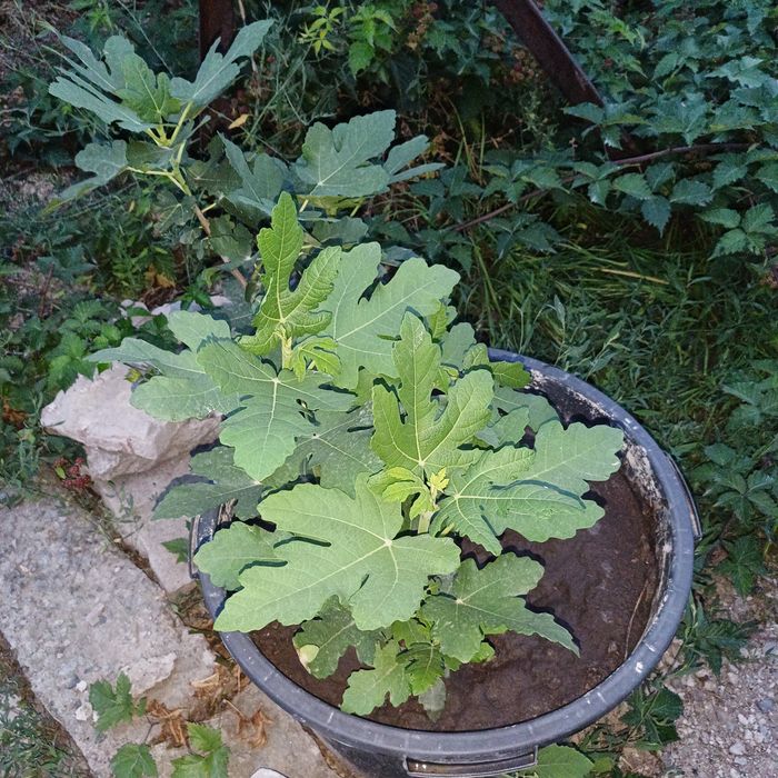 Продам Инжир Чапла