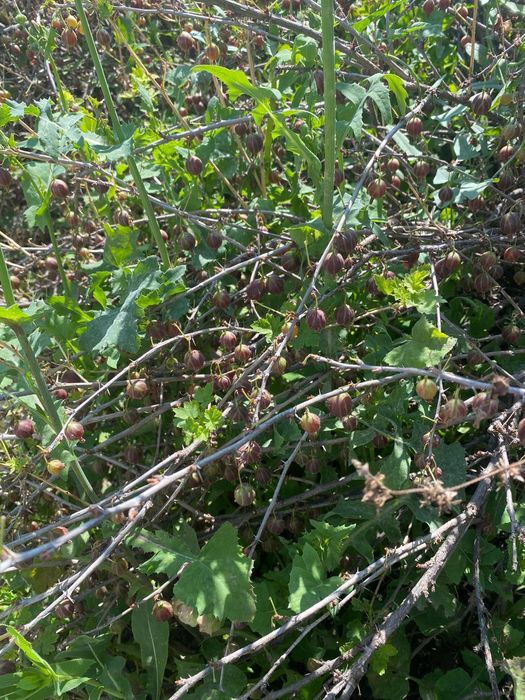 Продам дом в селе Курчум