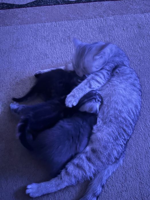 Котята вислоушки