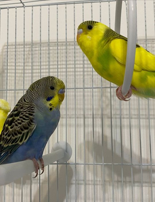 Попугай волнистые