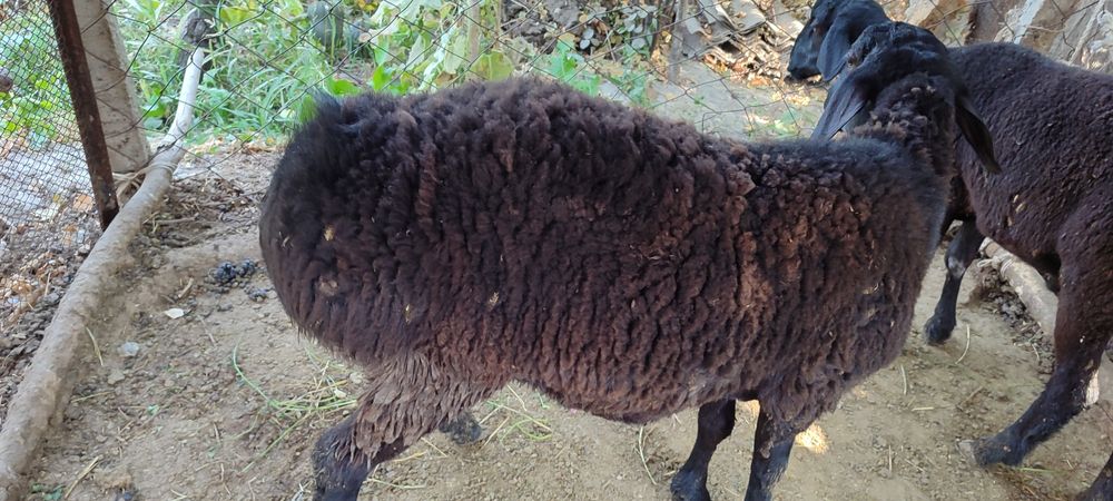 Kotta va qozi Qochqorla sotamiz