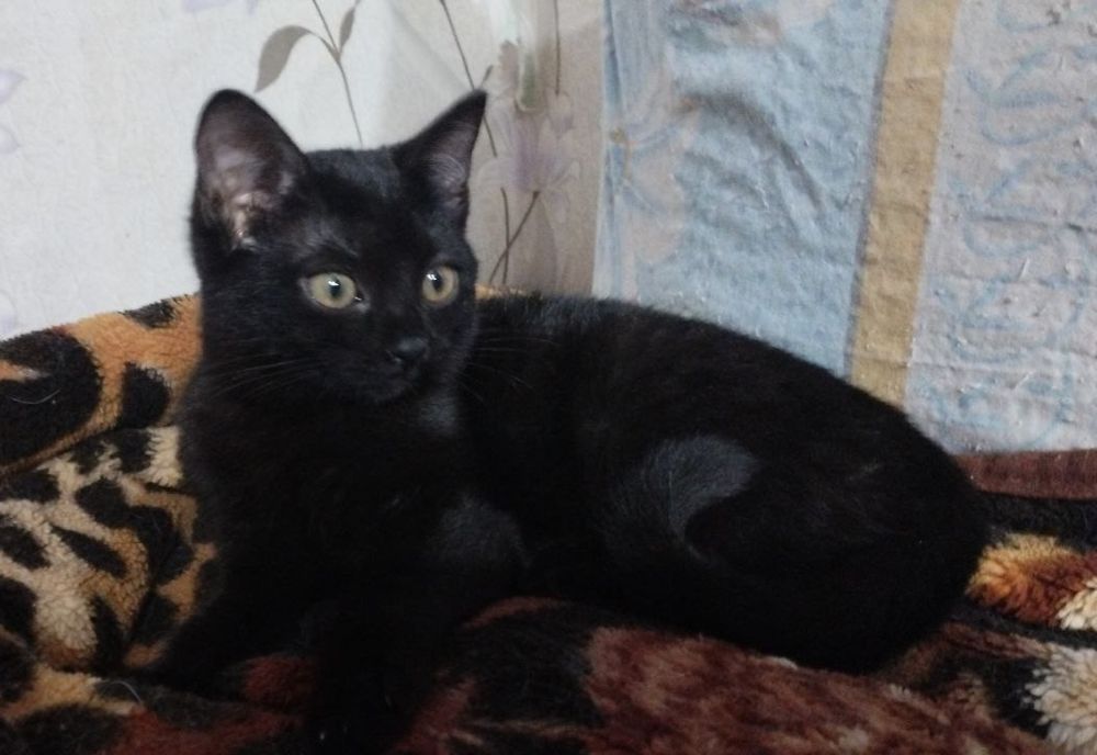 Отдам котёнка-девочку